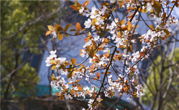 春暖花開，等你歸來——邀你云賞南新春景，以慰思念